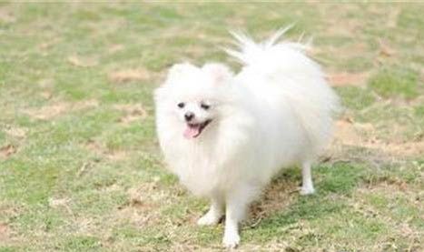 博美犬好养吗都该注意什么