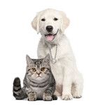 猫狗图片下载