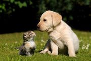 小狗小猫图片