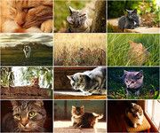 猫咪图片桌面 可爱小猫图片