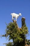 小山羊图片 动物摄影