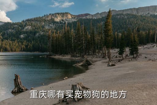 重庆哪有买宠物狗的地方