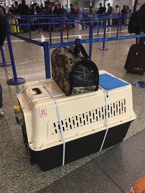 高铁可以托运宠物狗吗?火车托运宠物的流程及价格介绍