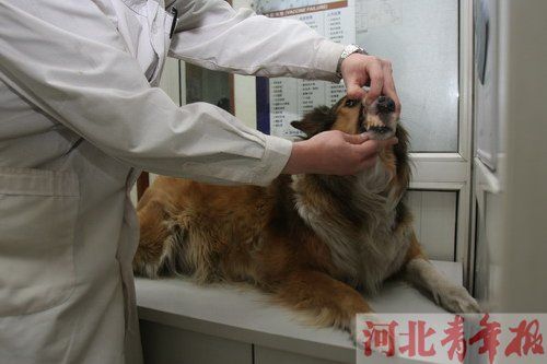 宠物血难找　石家庄"血狗"一升血卖4000(图)
