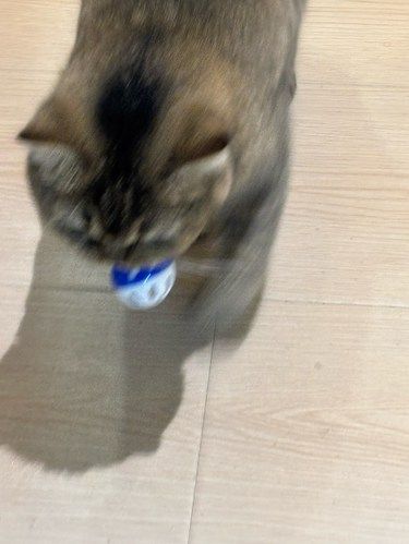 15块钱两个人的猫咖好划算