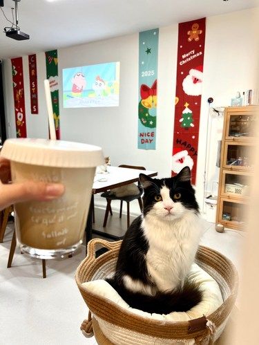 青岛❗新开的猫咖！！！猫猫好亲人！！