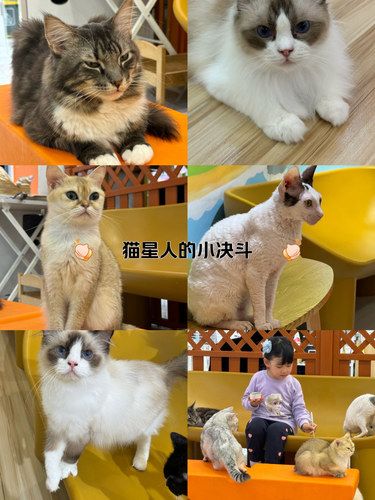 撸猫好去处——凯德三楼的宝藏猫咖