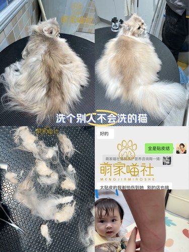 就是他家！洗猫专业！懂猫咪行为！