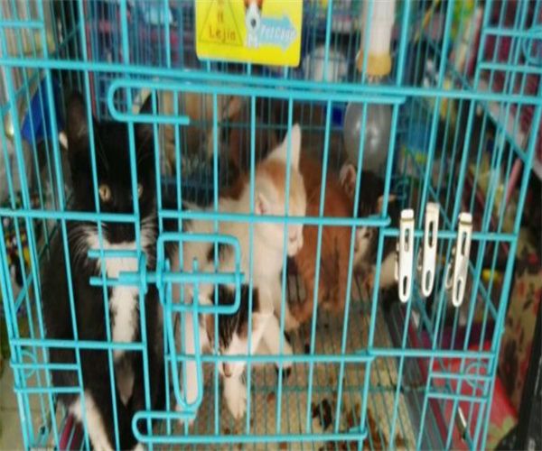 另类宠物店加盟