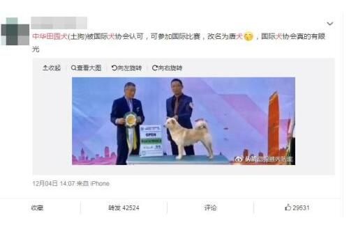 中华田园犬将改名为唐犬？主办方辟谣：不能划等号