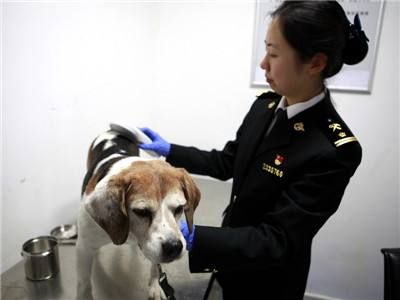 海关总署宠物入境新规：“达标”就可免隔离检疫