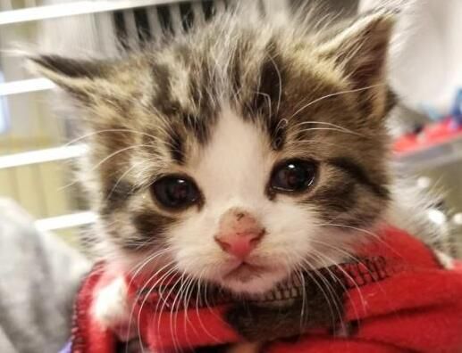 英国将立法禁止宠物店贩售幼猫幼犬 落实以领养替代购买