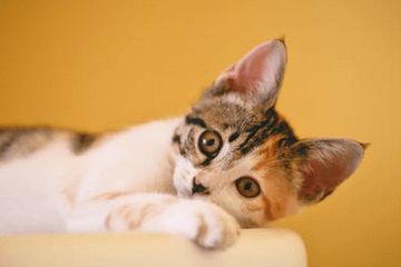猫的名字叫什么好听可爱之网友问答