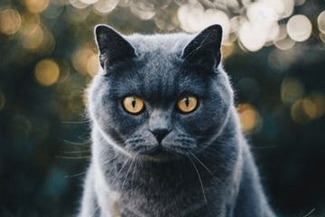 猫的名字叫什么好听可爱精选