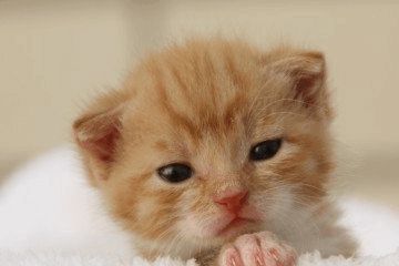 可爱好听的宠物猫咪名字大全