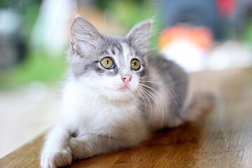 可爱好听的宠物猫咪名字大全