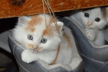 可爱的猫咪名字大全
