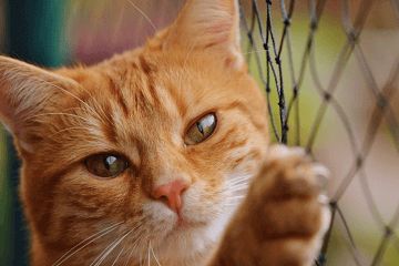 可爱的猫咪名字大全