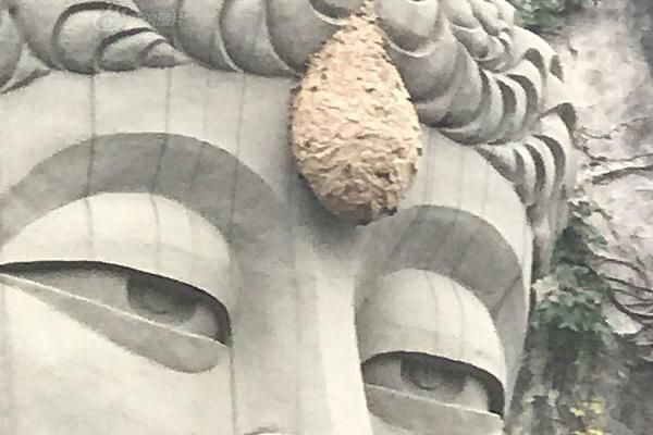 胜率最高ayx体育(中国)官方网站_价值9000元的宠物鸡不见了 警方抓获时已被偷宰准备下锅