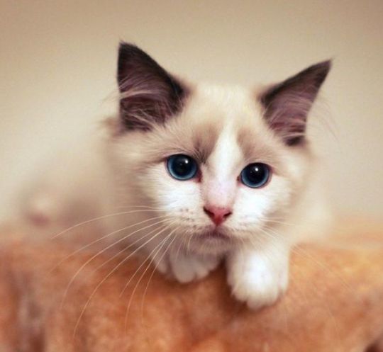 一、2020布偶宠物猫市场价格分析 二、购买布偶宠物猫渠道