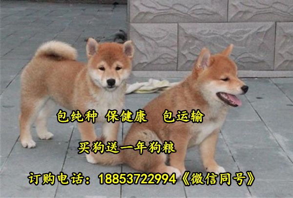 海北宠物市场
