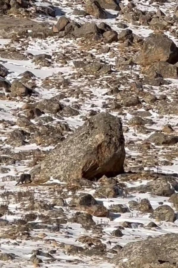 ▲“雪域之王”雪豹现身莲宝叶则景区
