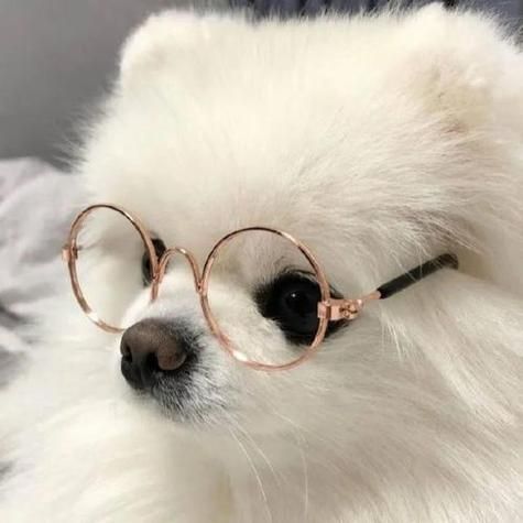 可爱动物头像