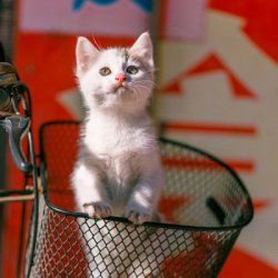宿舍头像8个搞怪猫咪头像可爱