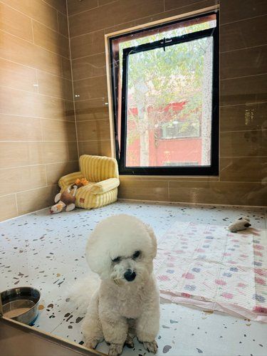 住着大房子的毛孩子们[吐]也太幸福了吧。