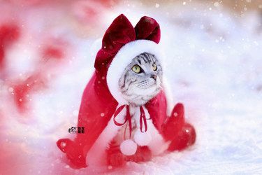 冬雪里的小猫