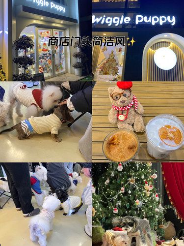 爱狗人士有福啦！坐标百子湾