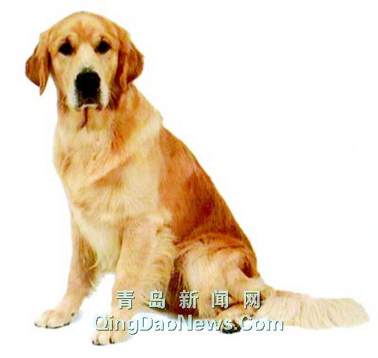 “四大金刚”称霸岛城宠物圈成最热销犬种(图)
