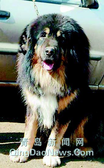 “四大金刚”称霸岛城宠物圈成最热销犬种(图)