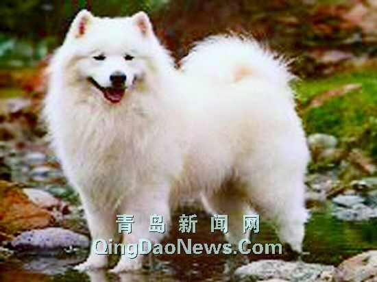 “四大金刚”称霸岛城宠物圈成最热销犬种(图)