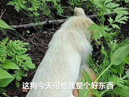 狐狸这种生物,家中不宜饲养
