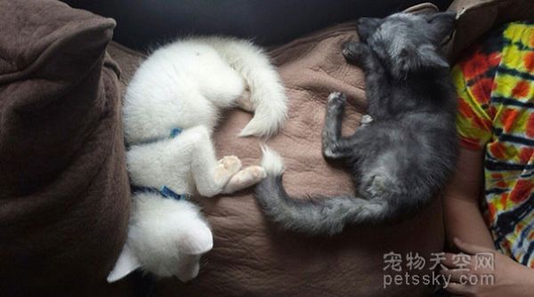 养只狐狸当宠物 会是一种什么样的感觉