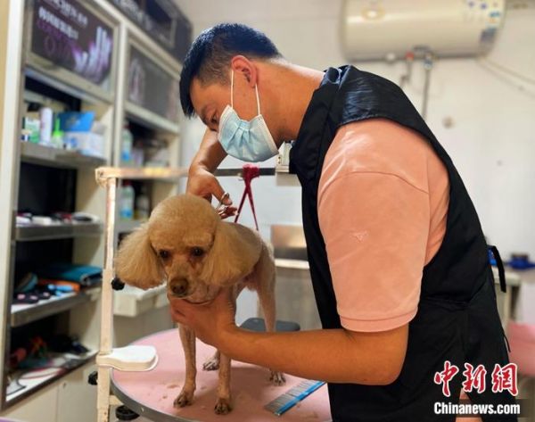 图为宠物美容师高瑞正在为一只泰迪犬设计造型。 张玮 摄