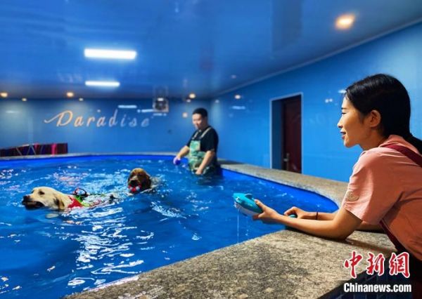 图为宠物管家钟华陪寄养犬游泳。 张玮 摄