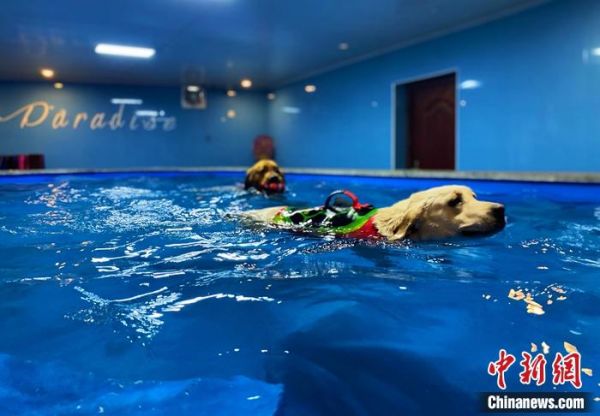图为寄养犬在宠物庄园的游泳池游泳。 张玮 摄