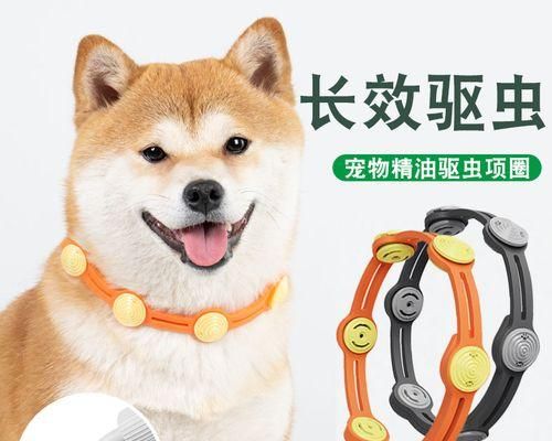 让宠物狗远离寄生虫——体外驱虫的重要性（了解体外驱虫的正确方式）
