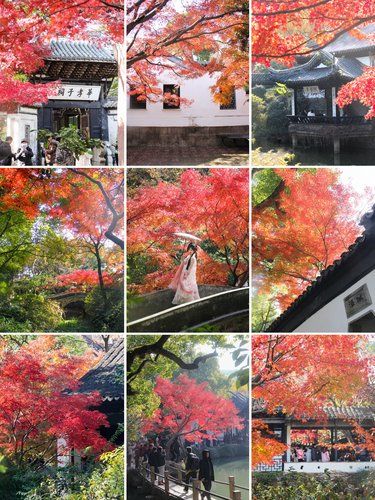 超全❗惠山古镇红枫绝美打卡点