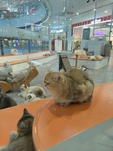 店里猫咪超治愈