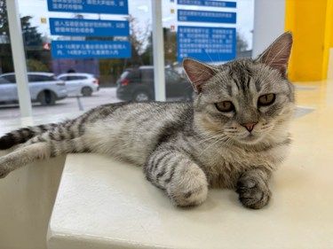 一次撸五十多只猫的地方