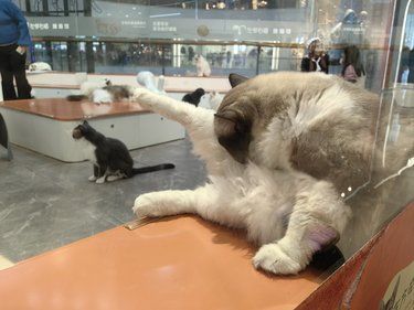 猫咪天地～左邻右猫
