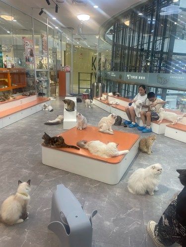 猫咪天地～宠物乐园