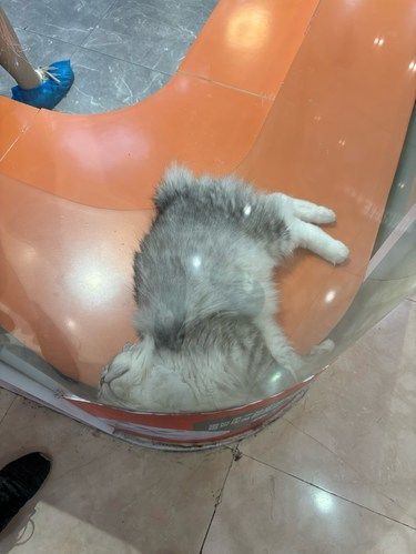 四脚萌宠柔软时光