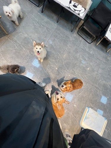 肇庆发现一家宝藏狗咖鸭