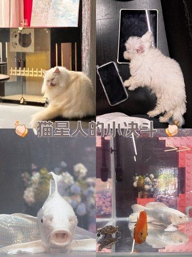 终于在肇庆找到了一家喵天地