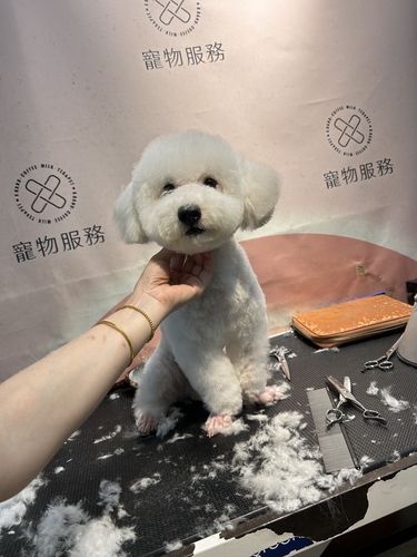 狗狗新造型，萌翻全场VS路人直呼“妖孽”！[害羞]