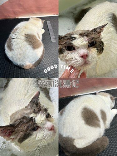 千万不要去宠物店洗猫@x宠物服务